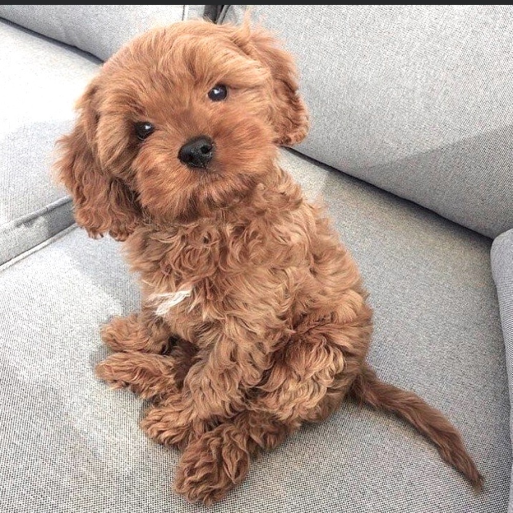 Meet your Posher, Ria